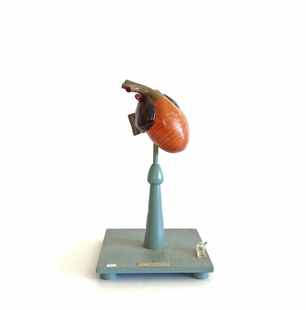 Modelo anatómico de corazón humano alemán siglo XX